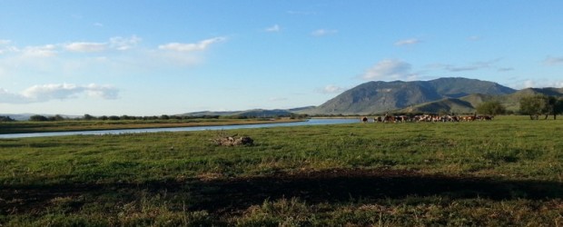 Workaway : 1 mois inoubliable dans un ranch en Mongolie