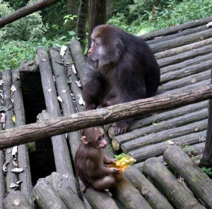 singe semi sauvage et agressif du mont emei