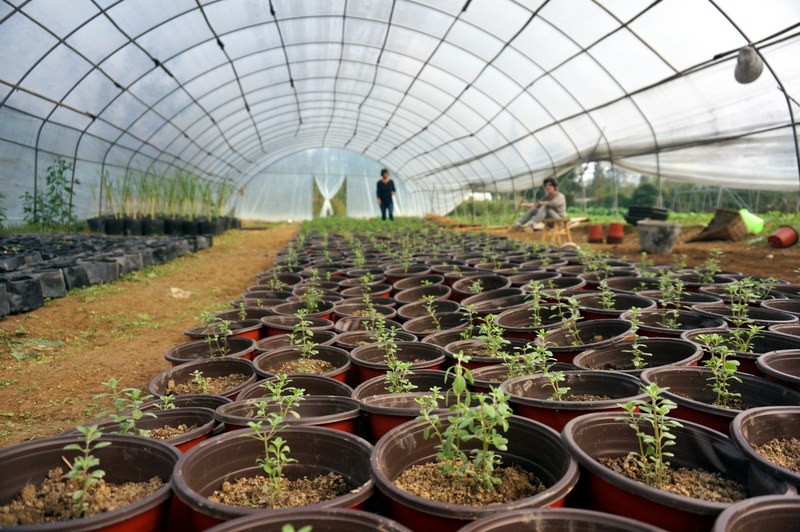 Woofing Chine : travail de ferme et les pandas de Dujiangyan