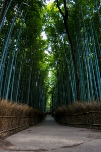 foret de bamboo voyage pas cher japon