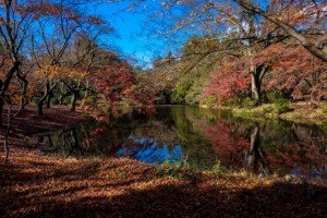 jardin botanique kyoto pas cher japon