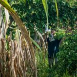 aline le monde a deux volontariat ferme malaisie