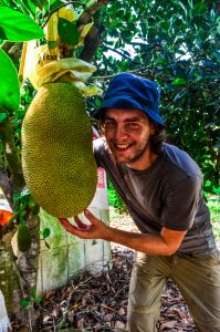 guillaume avec un gros jacquier workaway malaisie