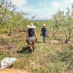 le monde a deux fertilisant bénévolat ferme malaisie