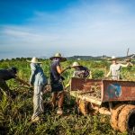 volontaires ramassant manioc workaway malaisie