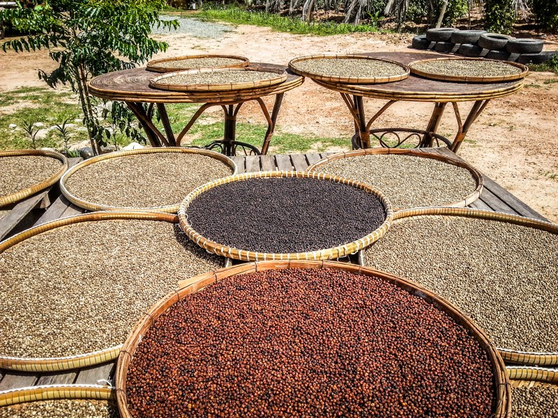 Un volontariat épicé : à la découverte du poivre bio de Kampot