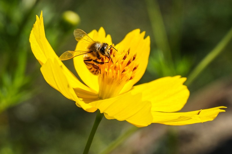 bee farm phu quoc vietnam