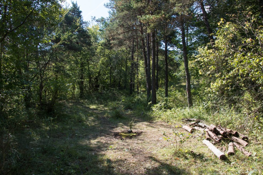 stage vie sauvage et vagabondage dans les bois